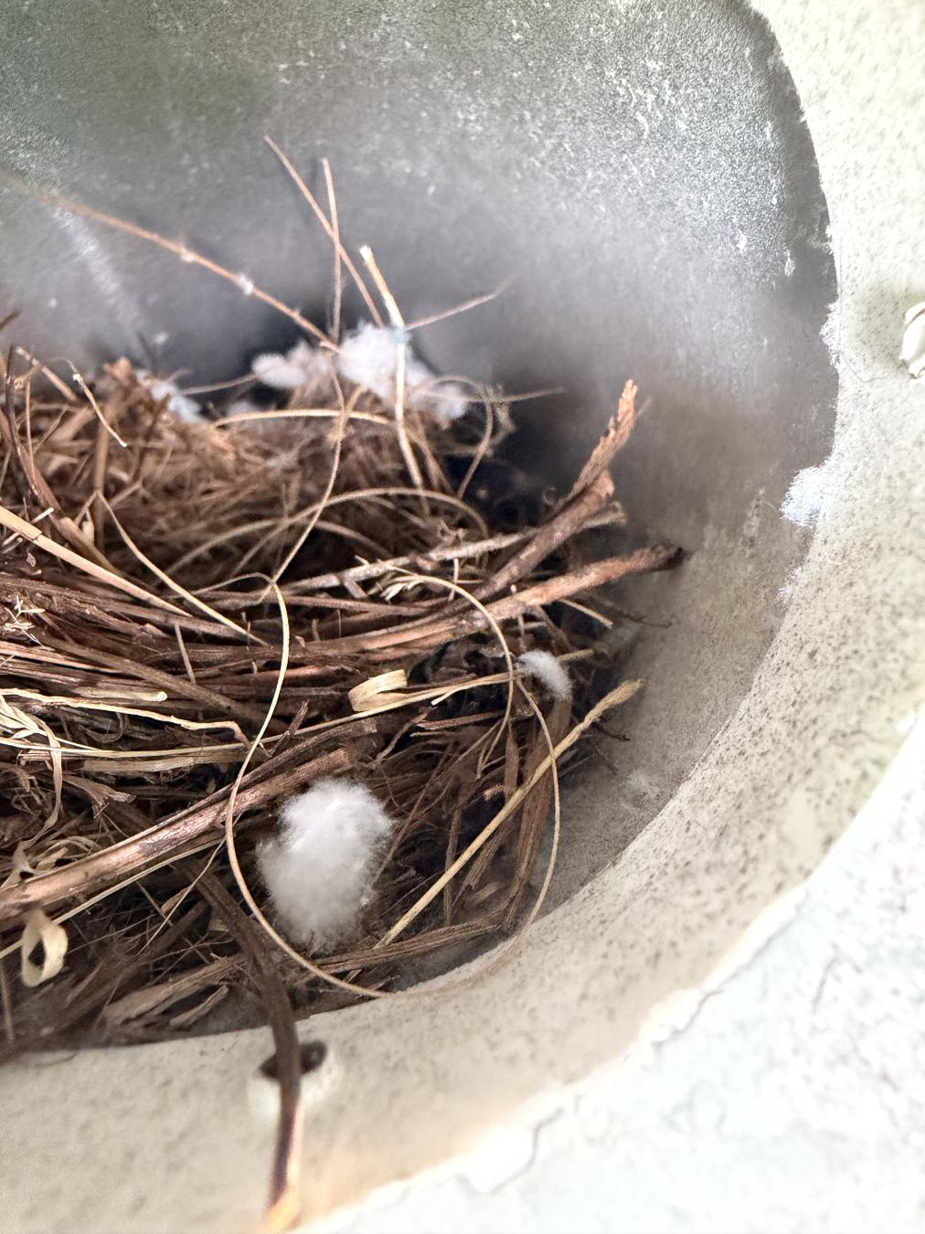  dryer vent cleaning